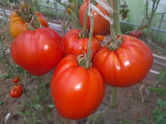 Купола Вологодской Софии